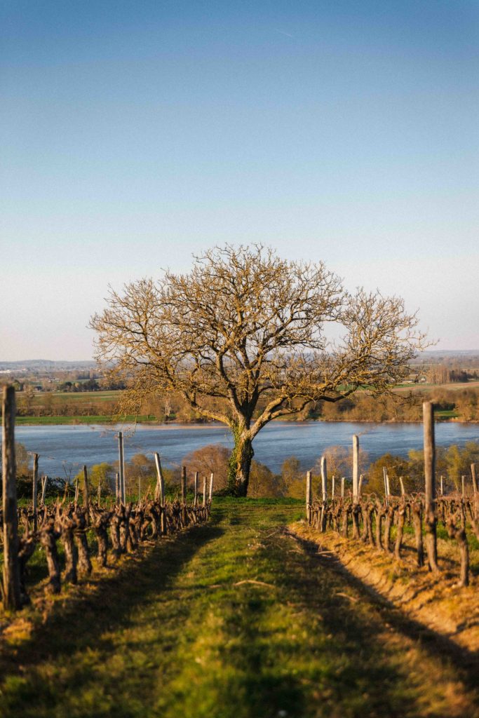 Vignobles de la vallée de la Loire