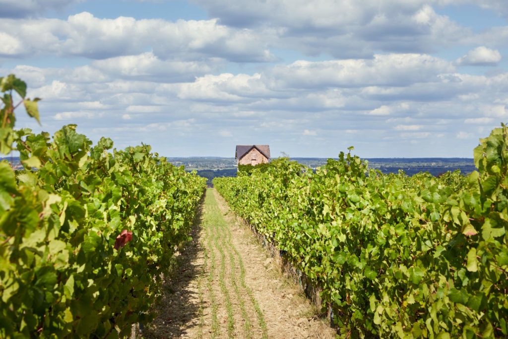 Vignoble du val de loire, un chemin mène à une loge de vignes. En contrebas, les villages et forêt.