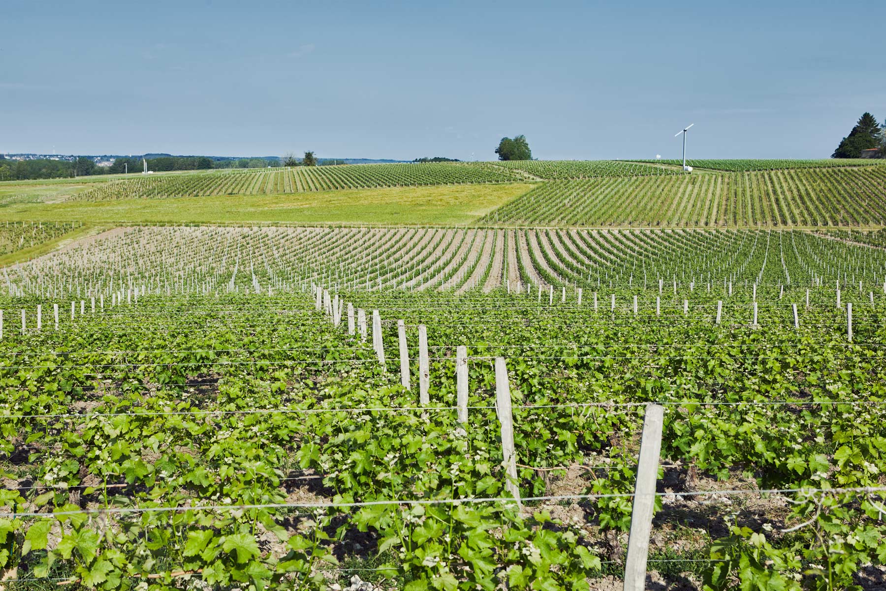 Vignoble en coteaux, bien tenu en rangs. Au fond, des tours antigel