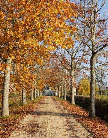 Quel domaine viticole pour quel profil ? Installation, reconversion ou investissement en Val de Loire