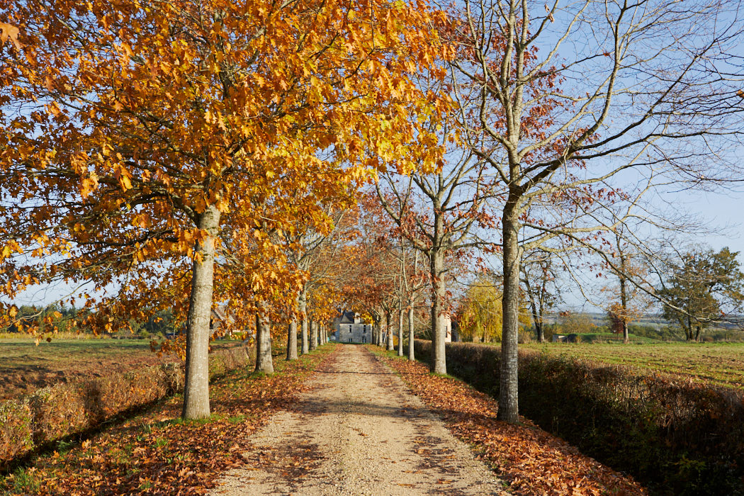Entrée d'un château viticole en automne