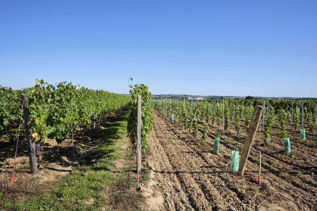 Jeunes et vieilles vignes Anjou