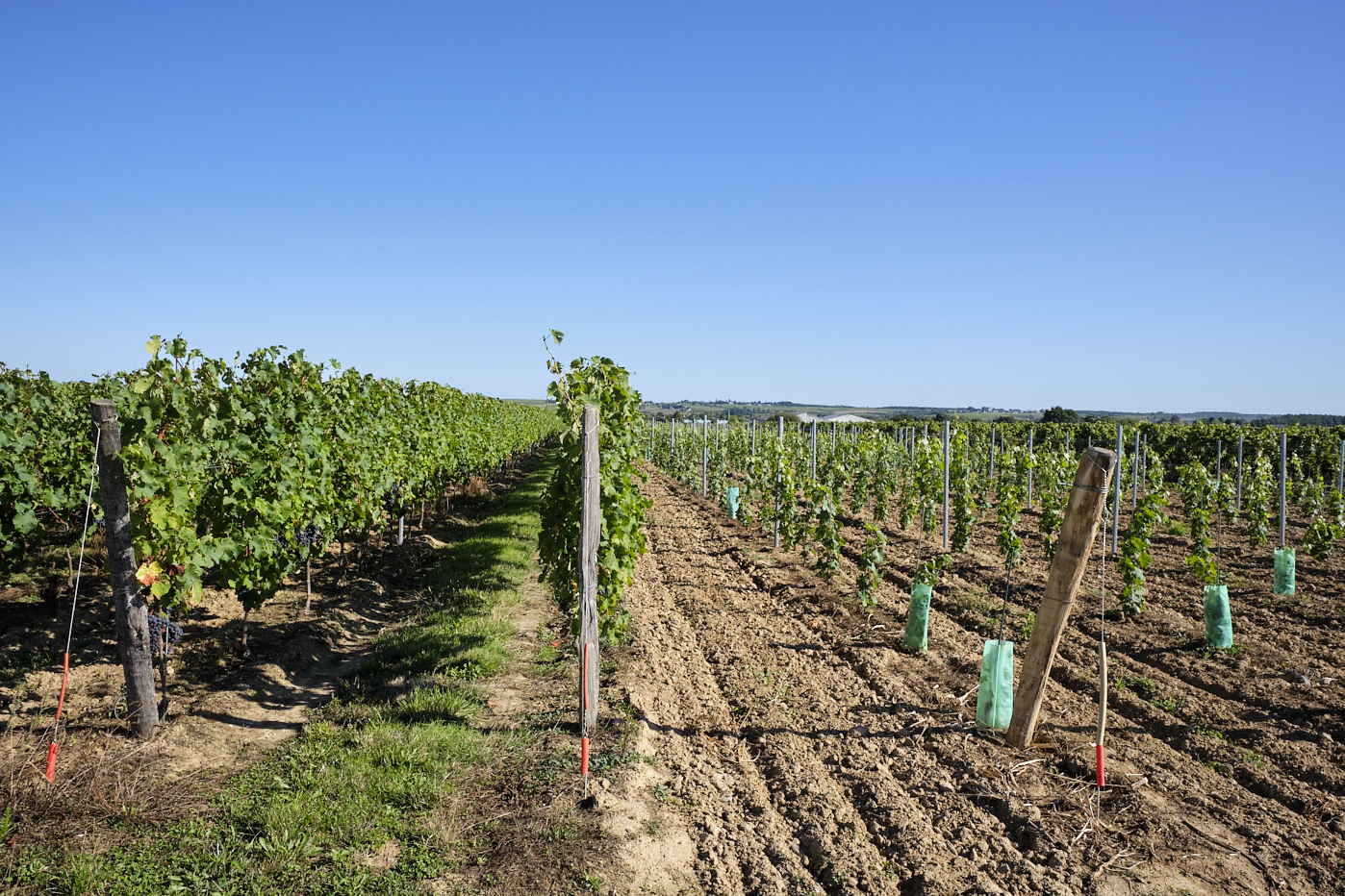 Jeunes et vieilles vignes Anjou
