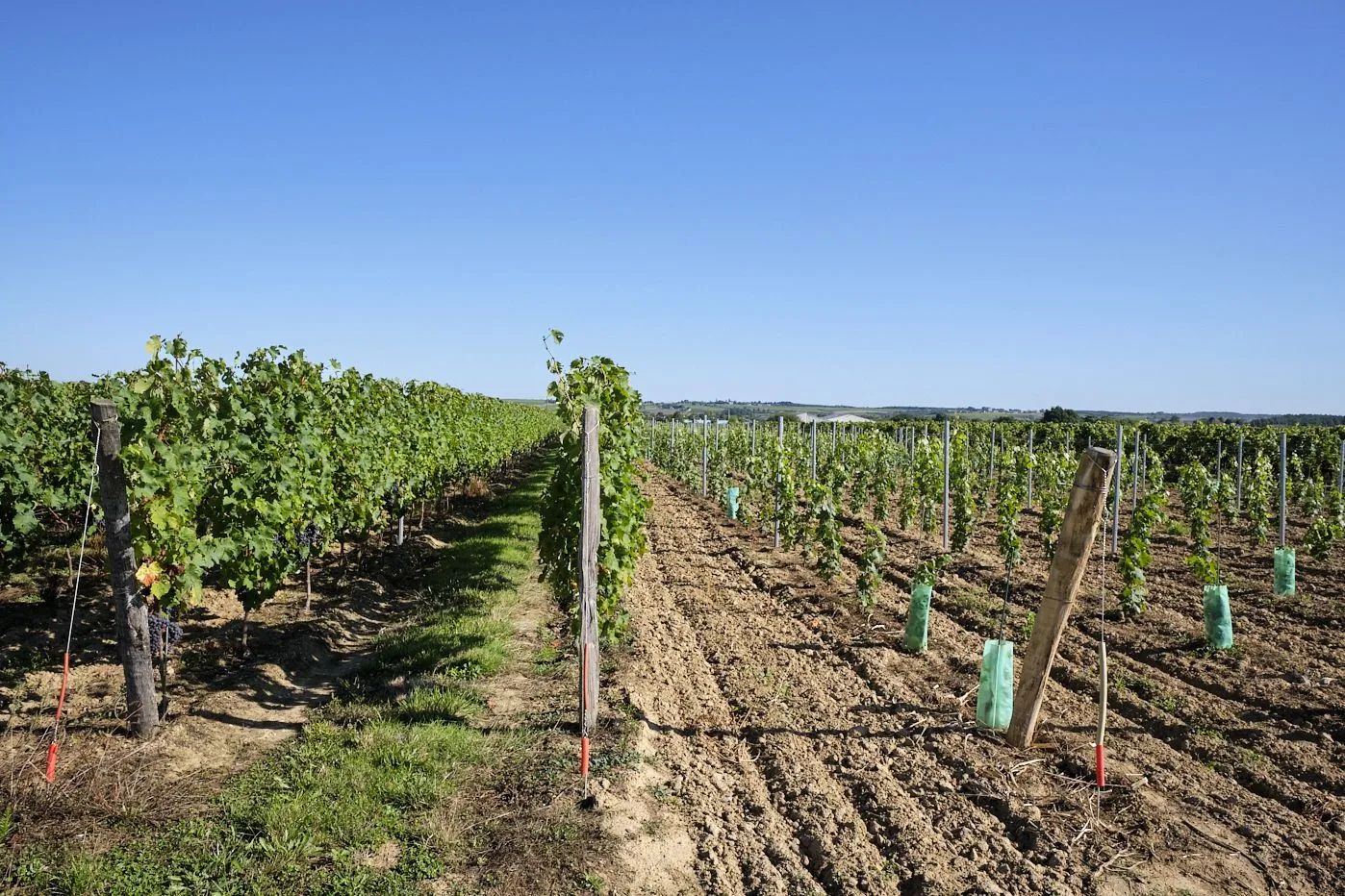 Jeunes et vieilles vignes Anjou