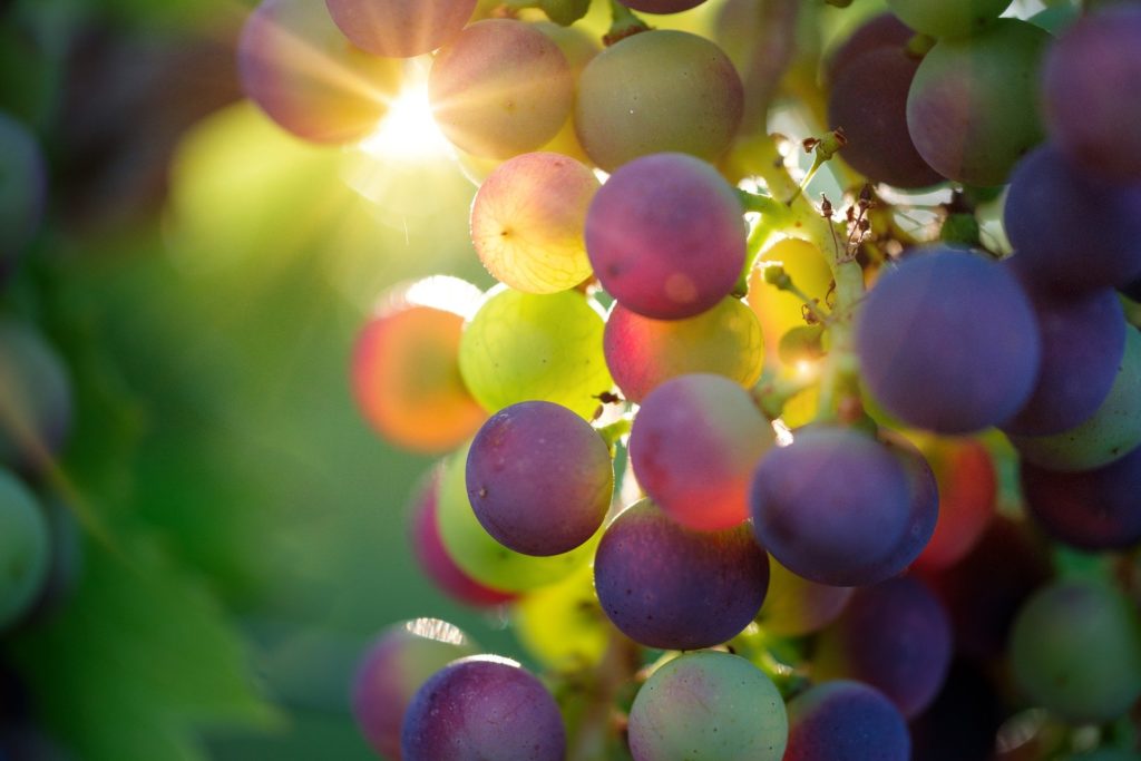 Grappe de raisins murissant au soleil