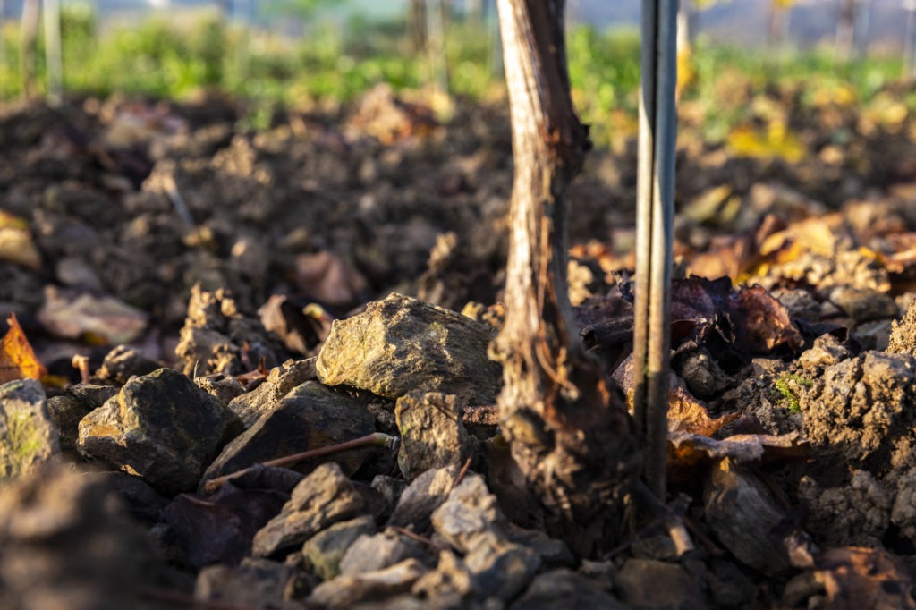 beaux terroirs  de vignes du Val de Loire