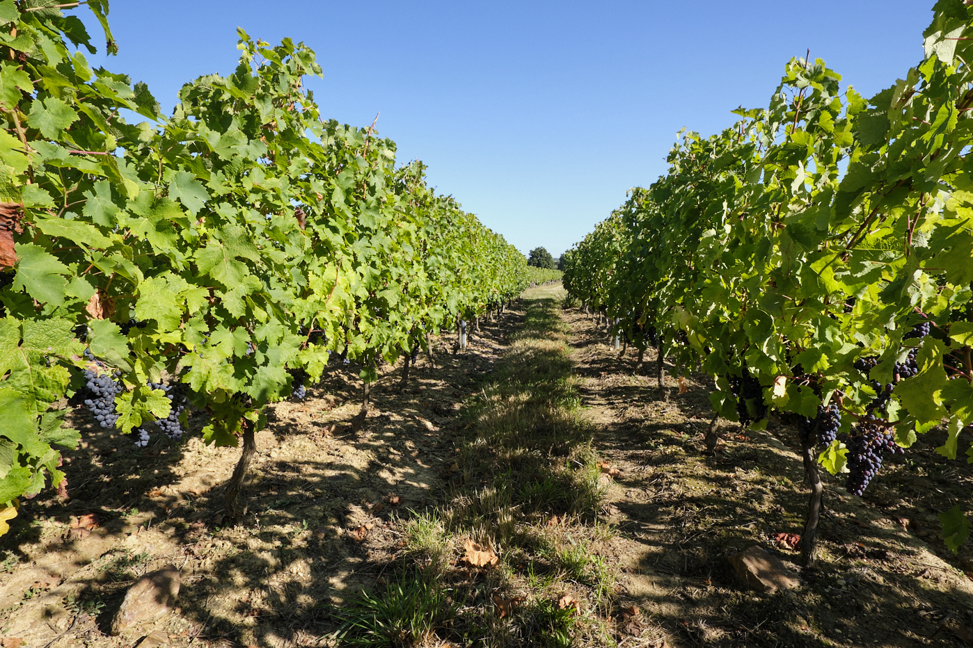 Travail sol vignobles