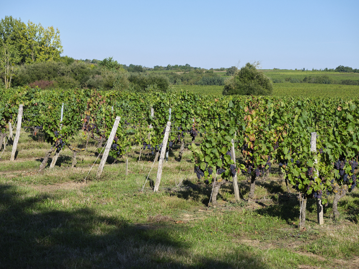 Vignoble Cabernet Franc