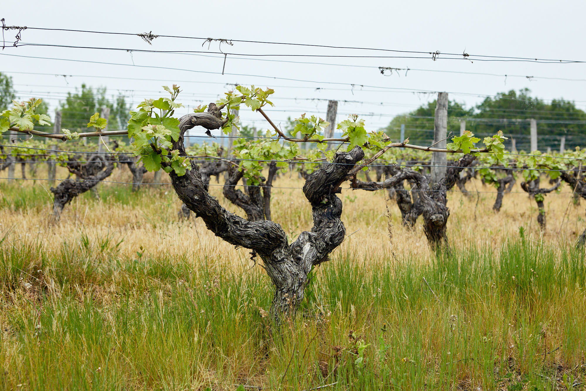 Pied de vigne Touraine