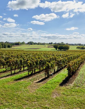 Prix des vignes en France : ce qu’il faut savoir en 2025