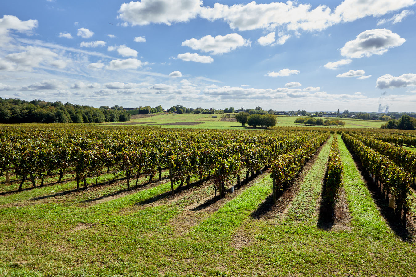 Un vignoble en Touraine, très bien tenu