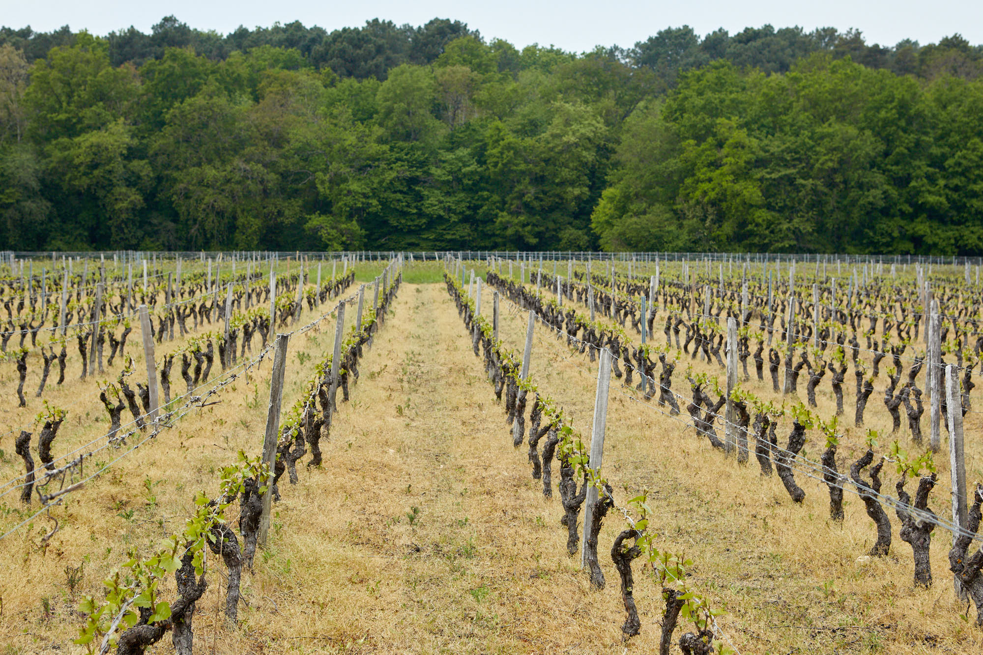 Un vignoble en Touraine