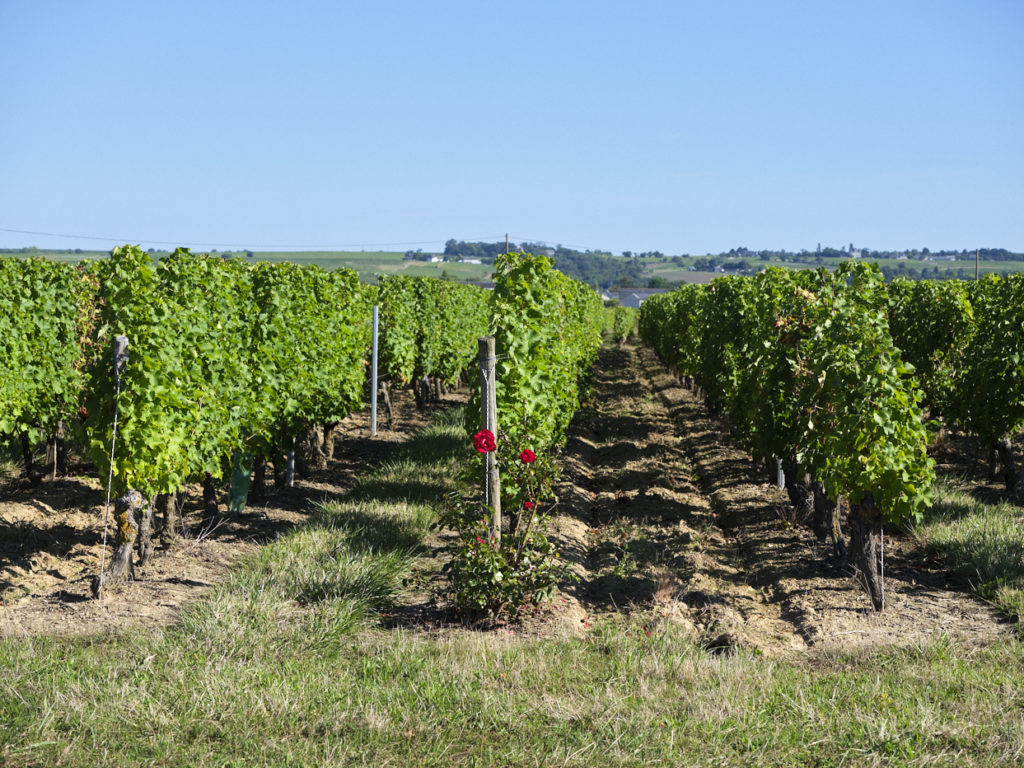 Vignes au coeur du Layon