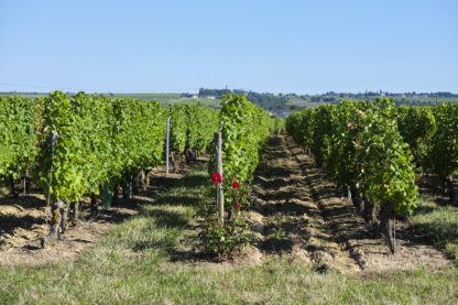 Vignes au coeur du Layon