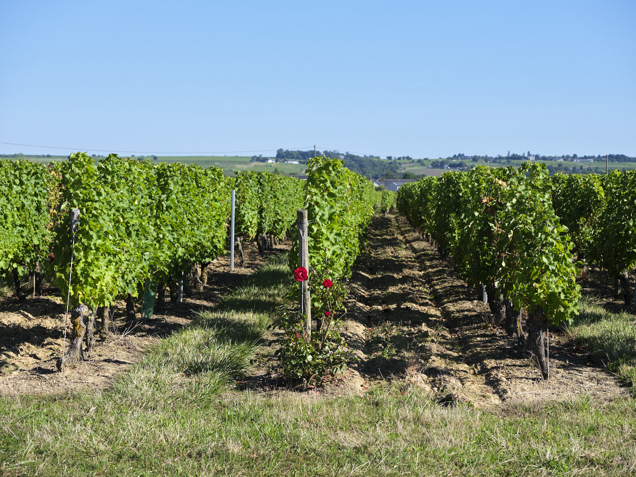 Vignes au coeur du Layon