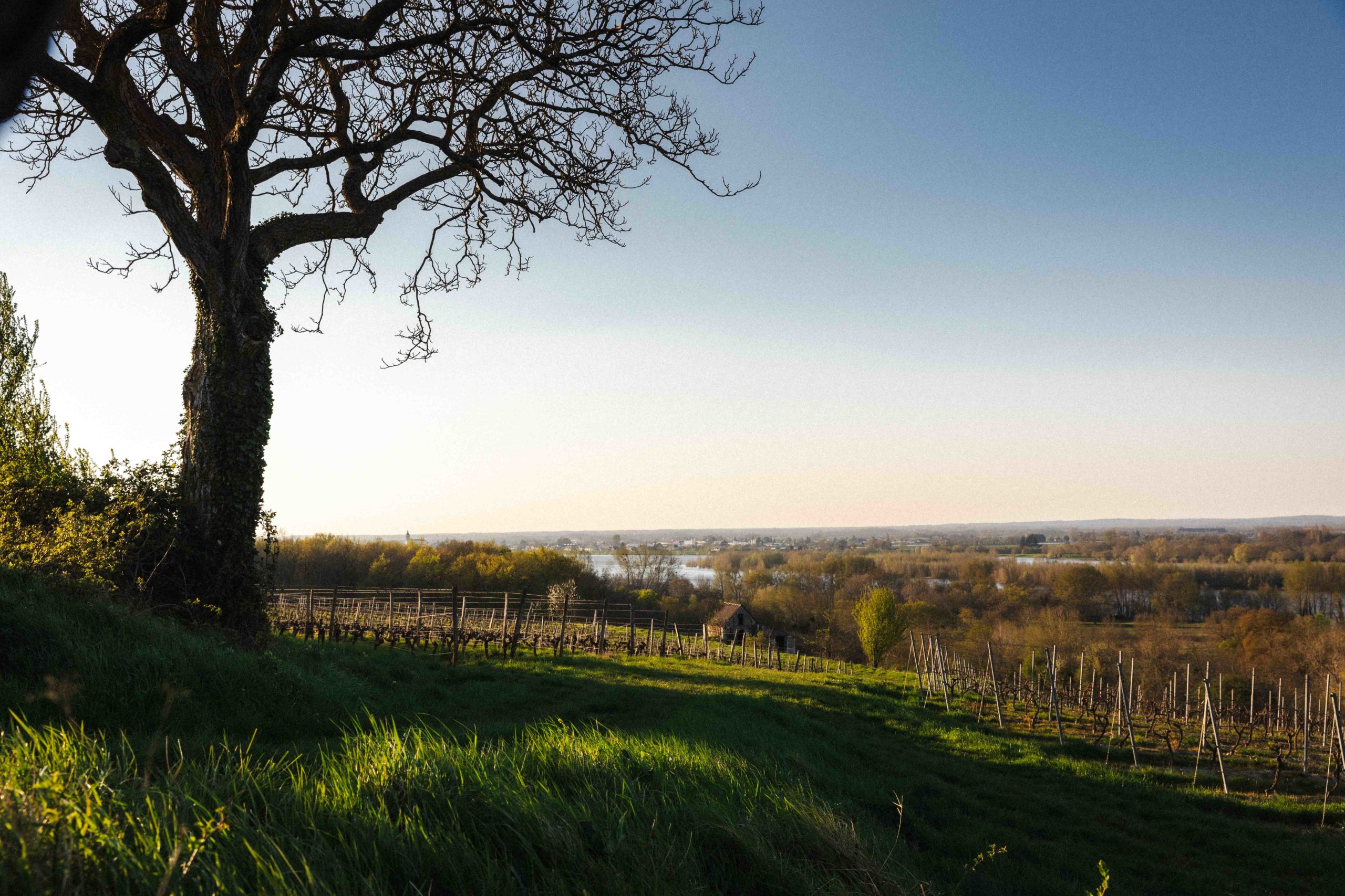 Vignoble au bord de la loire, avec arbre sur le devant et une loge de vignes en fond