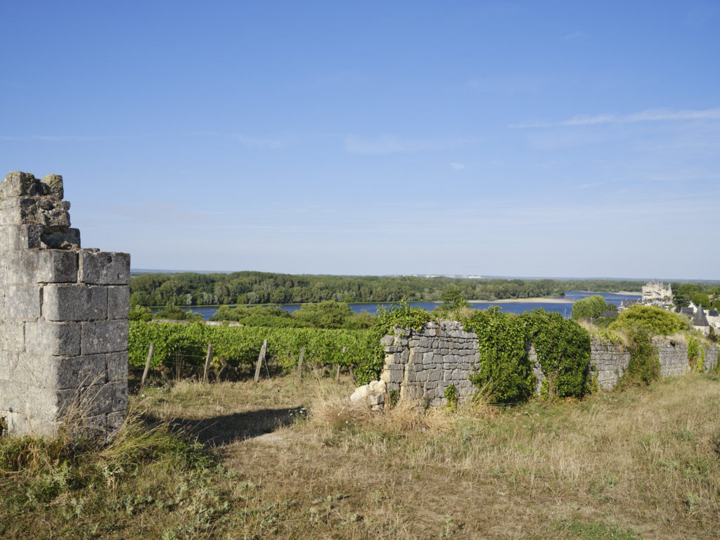 Vignoble à vendre en Saumur