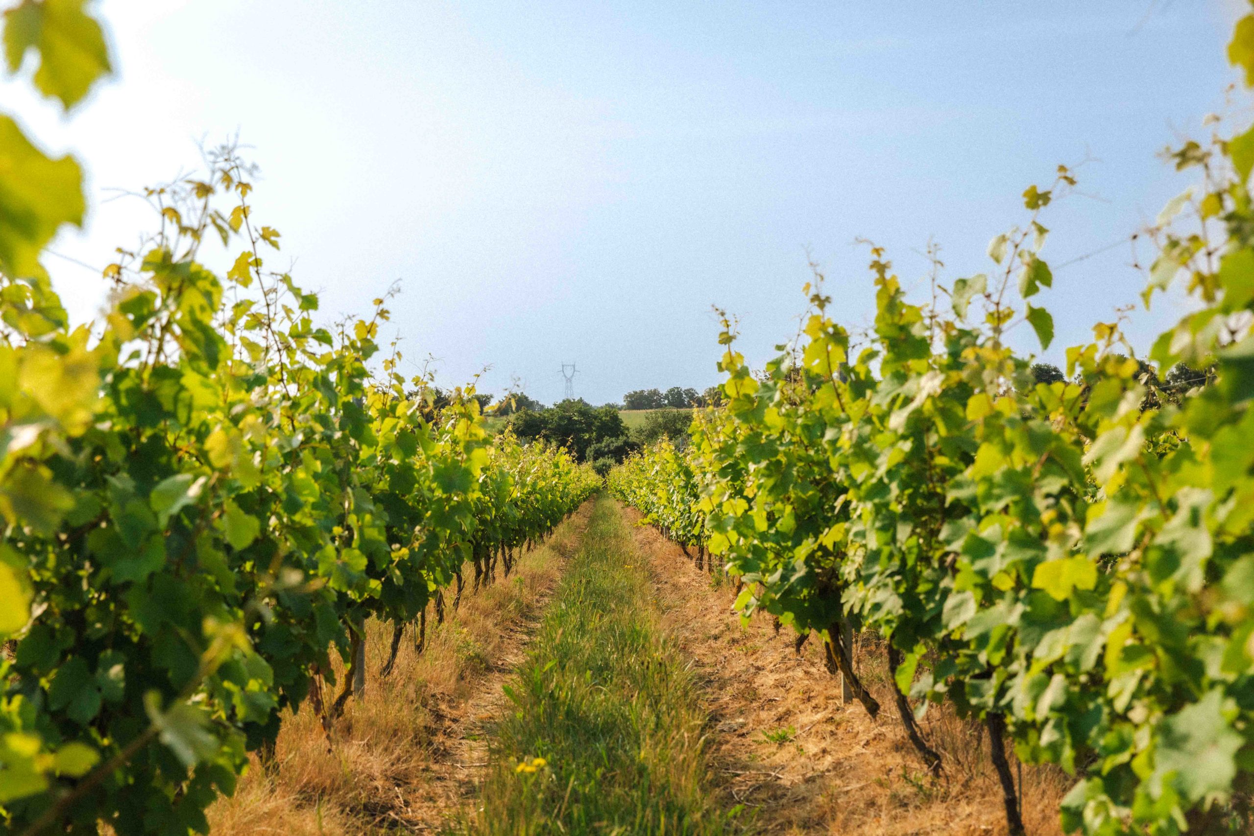 Point de vue d'une rangée de jeunes vignes en Anjou