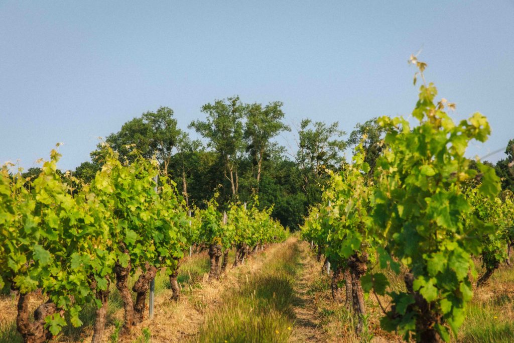 Parcelle de vigne dont la rangée mène aux abords d'une forêt