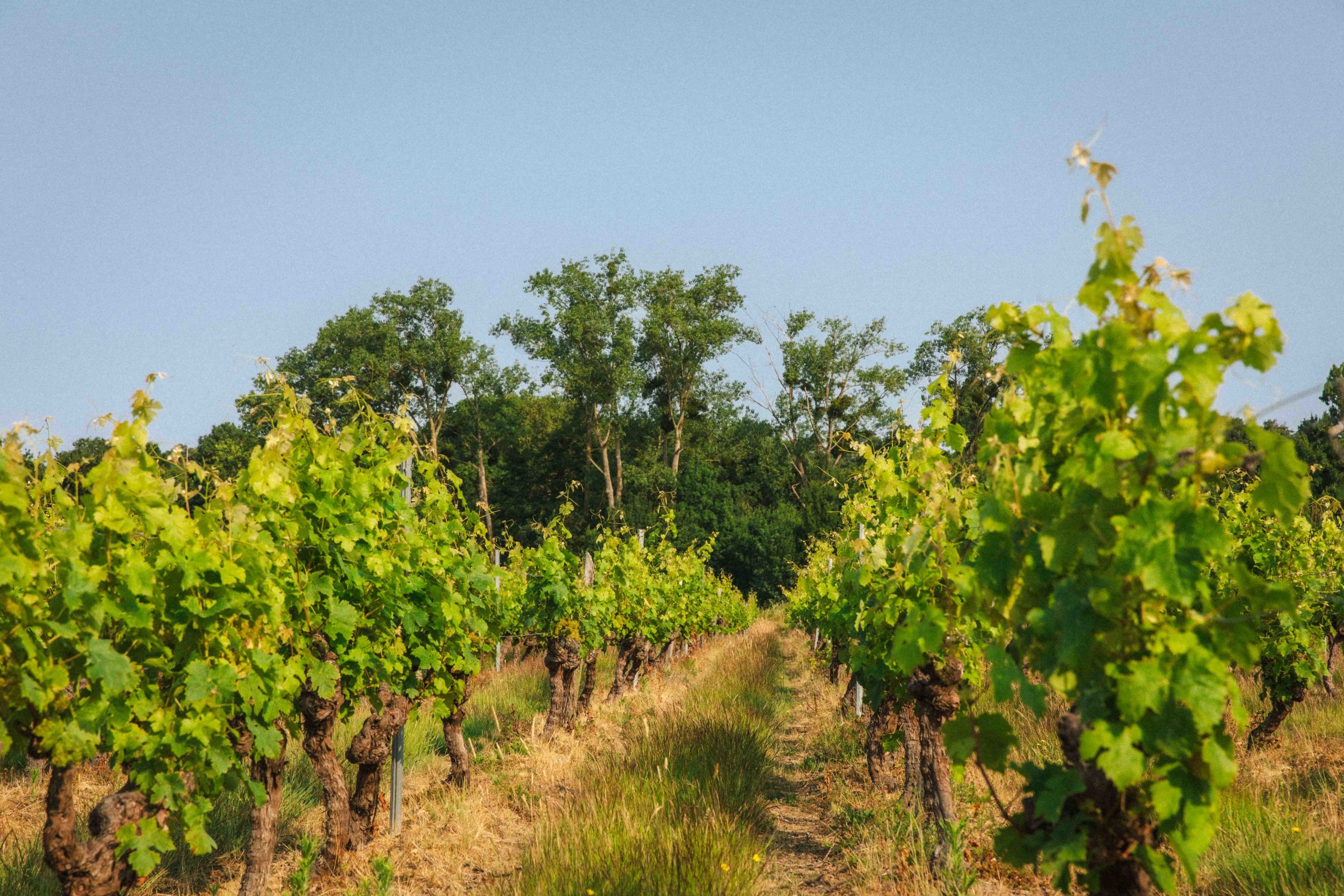Parcelle de vigne dont la rangée mène aux abords d'une forêt