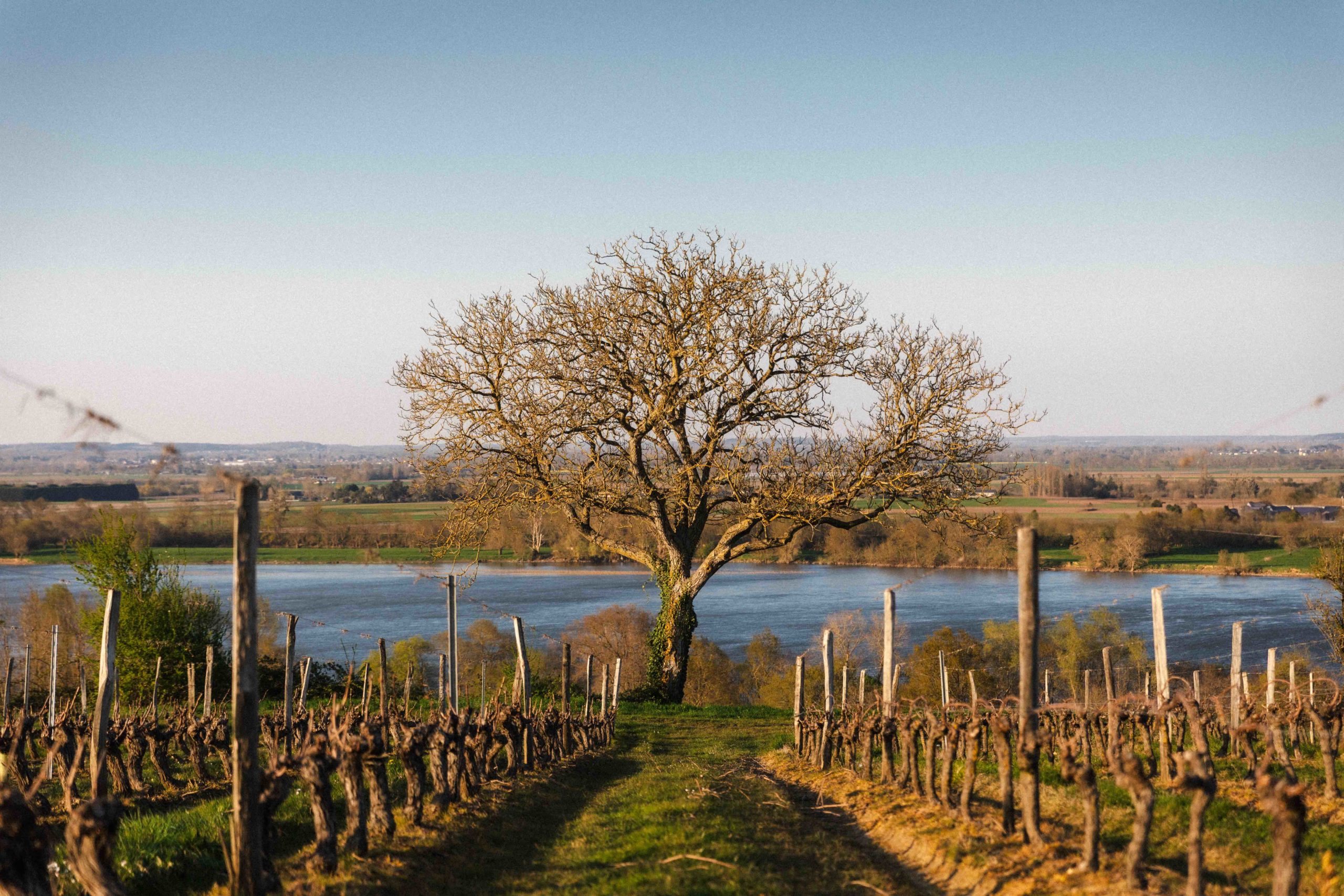 Un arbre planté au milieu d'un vignoble sur le Val de Loire