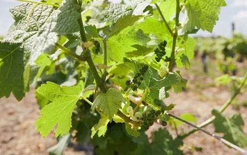 Premiers bourgeons de raisins