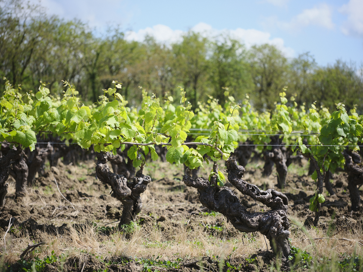 Vignes Melon de Bourgogne