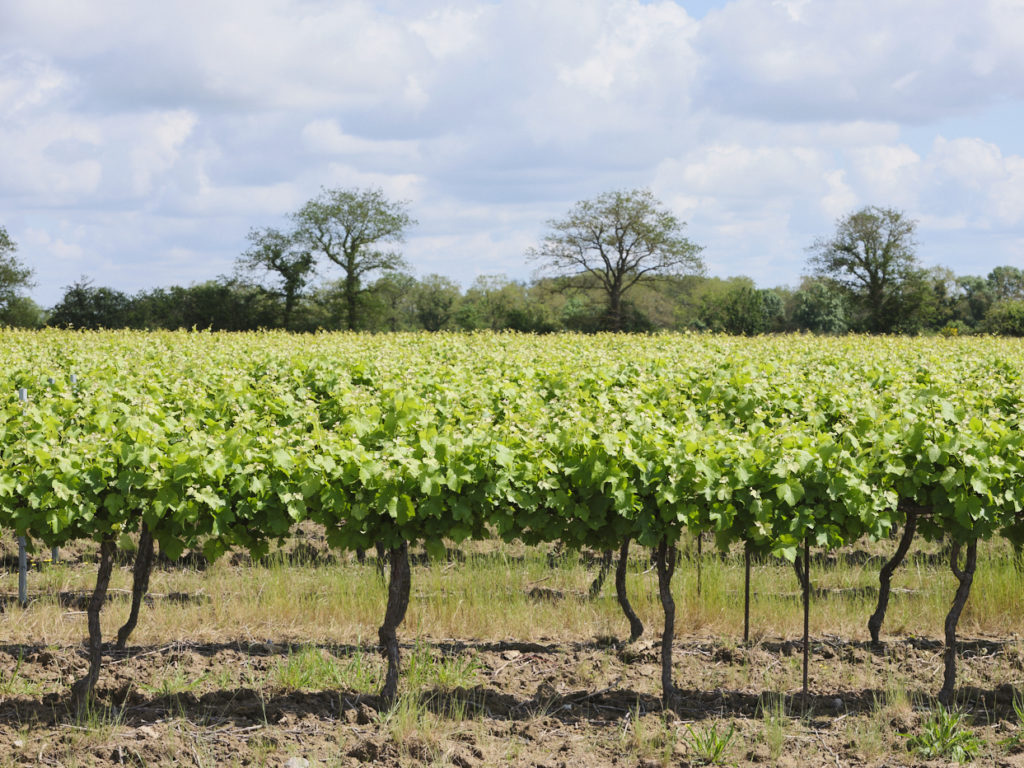 Jeunes vignes du Muscadet