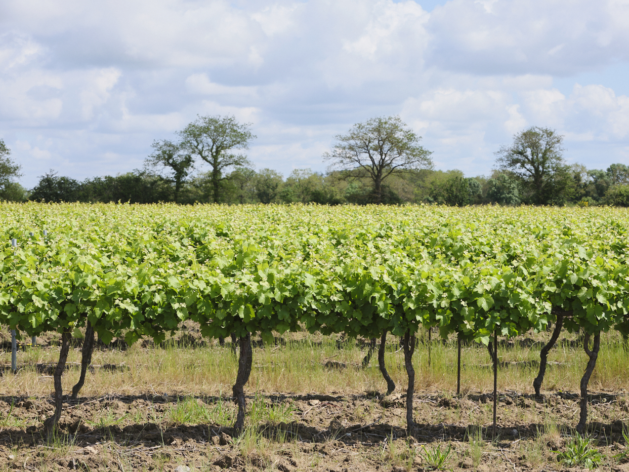 Jeunes vignes du Muscadet