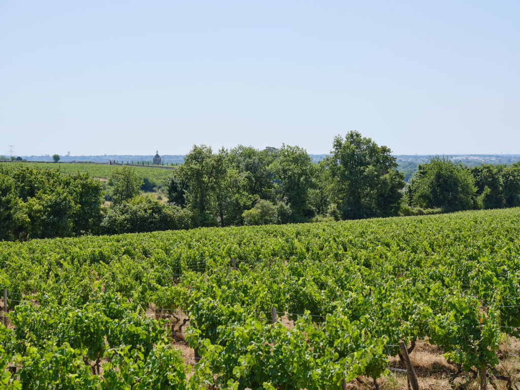Parcelles de vignes en bio, devant des bois et la ville de Vouvray