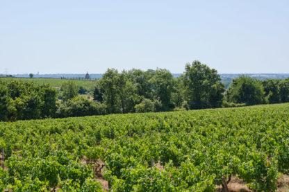 Parcelles de vignes en bio, devant des bois et la ville de Vouvray