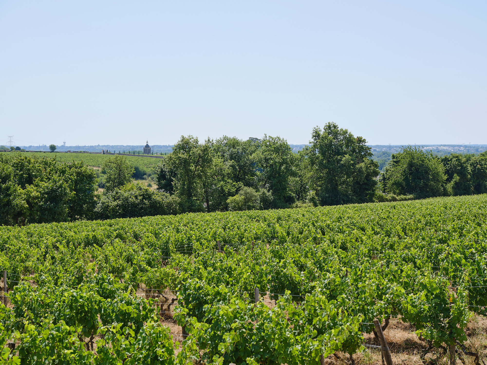 Parcelles de vignes en bio, devant des bois et la ville de Vouvray