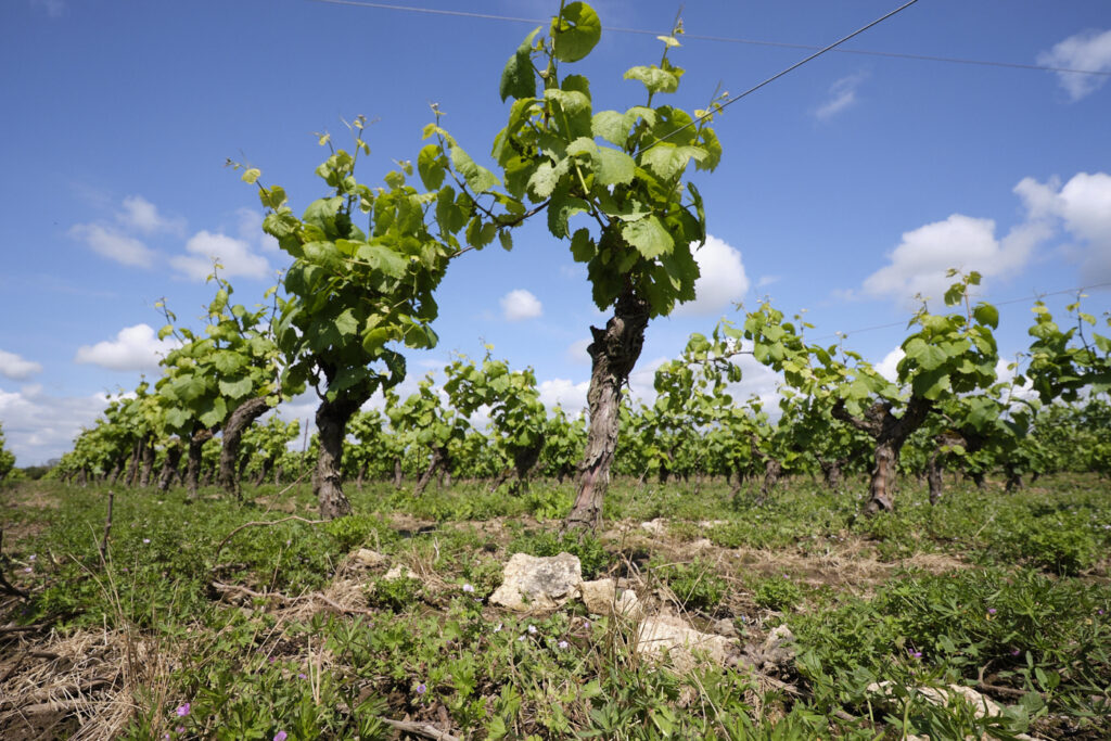 Jeunes vignes du Muscadet