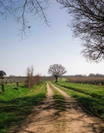 Vendre un domaine viticole : délais, étapes et conseils pratiques