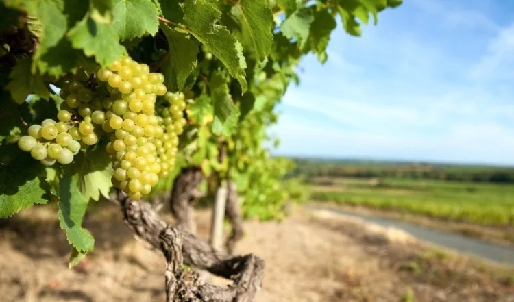 Vignoble à vendre en Montlouis-sur-Loire · Vouvray