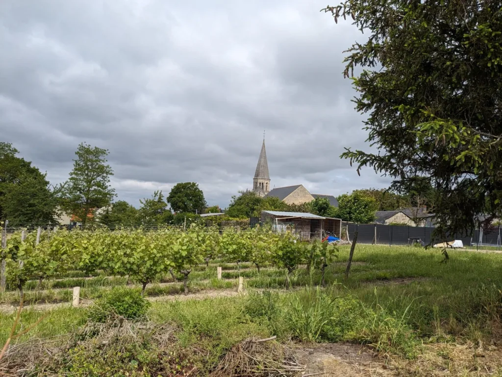 Ensemble à Saumur avec vignoble et hangar à matériel en centre-bourg.