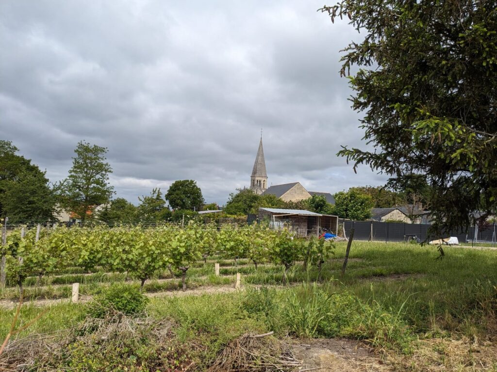 Ensemble à Saumur avec vignoble et hangar à matériel en centre-bourg. 