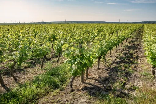 Des vignes très bien tenues au coeur de l'appellation Saumur