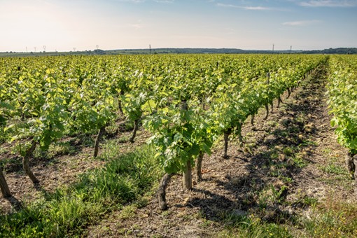 Des vignes très bien tenues au coeur de l'appellation Saumur