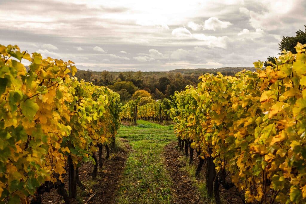 Rang de vignes en Val de Loire en période de maturité, symbole du savoir-faire viticole
