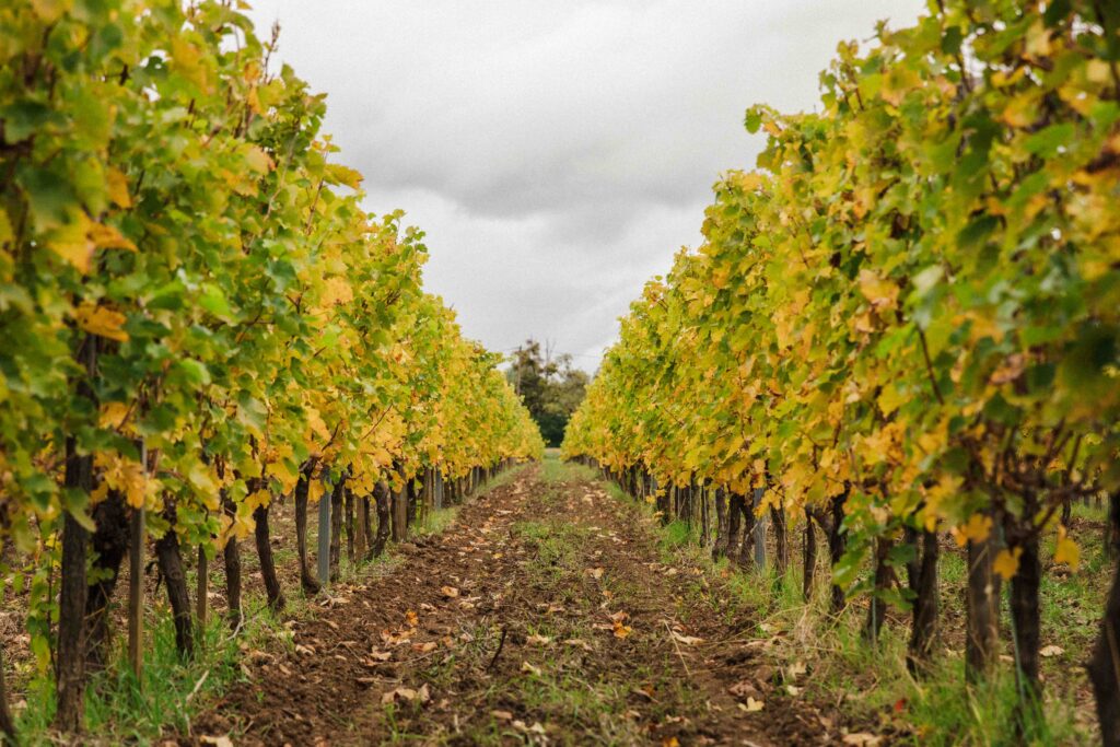Vignes alignées en automne sur un terroir de Chenin, dans un domaine viticole haut de gamme de 11 hectares