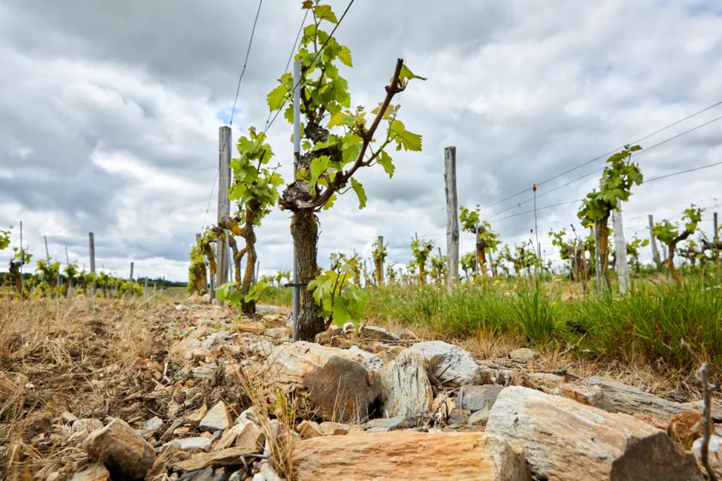 Pieds de vigne plantés sur un sol pierreux, représentant le terroir et les caractéristiques techniques d’un vignoble.