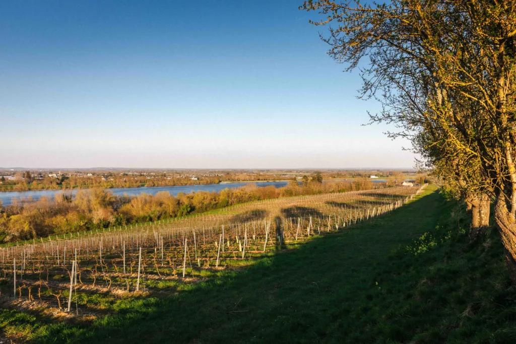 Vue panoramique sur un vignoble en bord de fleuve, illustrant l’environnement et le cadre naturel d’un domaine viticole.