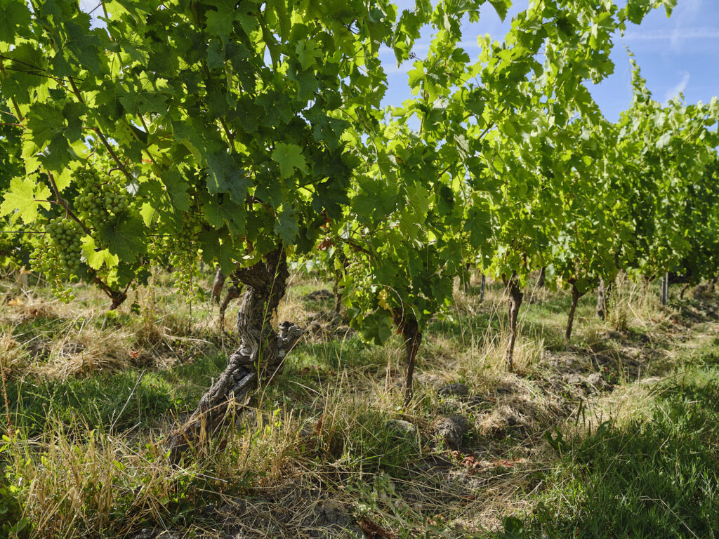 Vignoble à vendre en Saumur