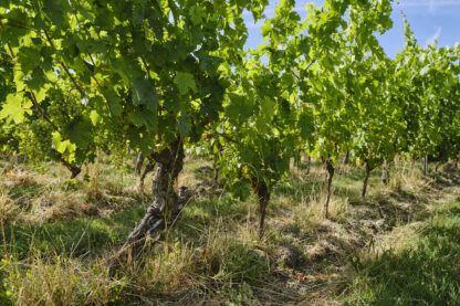 Vignoble à vendre en Saumur