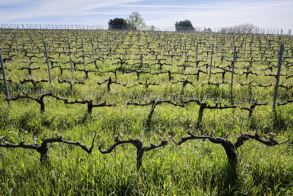 Vignoble à vendre en Bourgueil · Chinon · St Nicolas