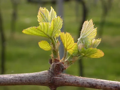 Jeune bourgeon de vigne au printemps sur un cep dans un vignoble du Val de Loire, symbole du démarrage d’un projet viticole.
