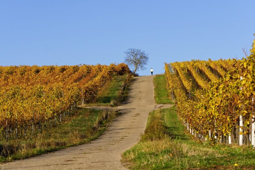 Chemin traversant un vignoble en automne dans le Val de Loire, illustrant le parcours et le projet d’un futur vigneron.