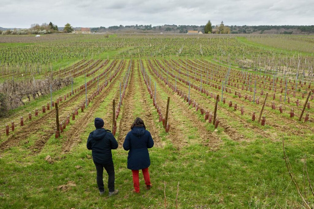 Sale of a wine estate: 5 common mistakes to avoid for a successful transaction