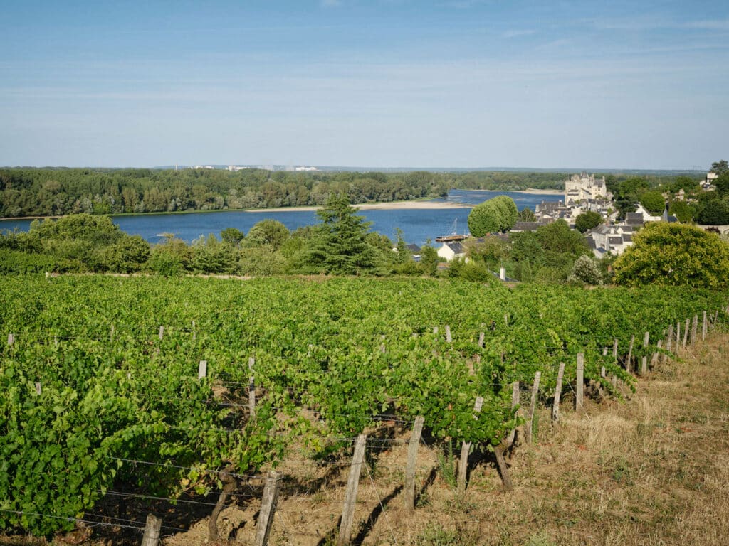 Vue des vignes avec château de Saumur en arrière plan